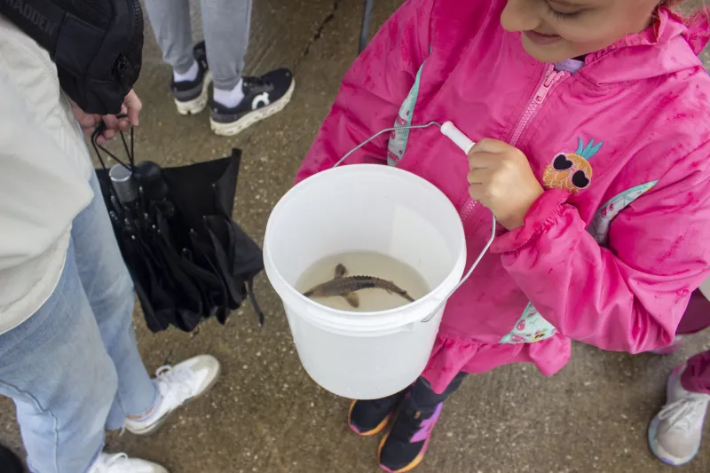 Once nearly lost, 'living dinosaurs' are returning to Ohio waters