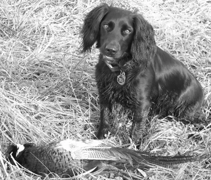 Memories matter far more than gear in autumn bird hunting