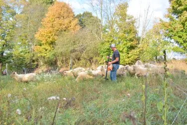 Fall forage inventory: 4 steps to measure your winter feed