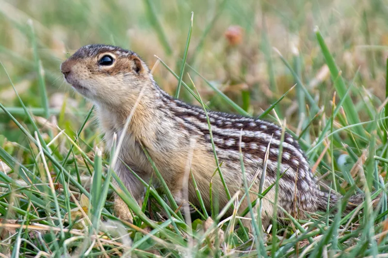 What Ohio's Wild Animals Do in the Fall