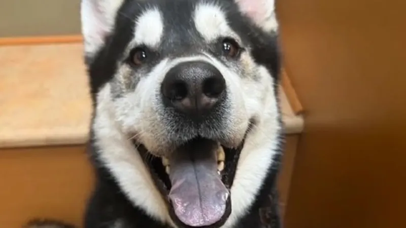 Fur Baby Friday: Jack, a playful husky mix looking for a buddy and a forever home