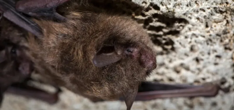 Modern Science: An Ohio University professor studies the mechanisms behind bats using echolocation