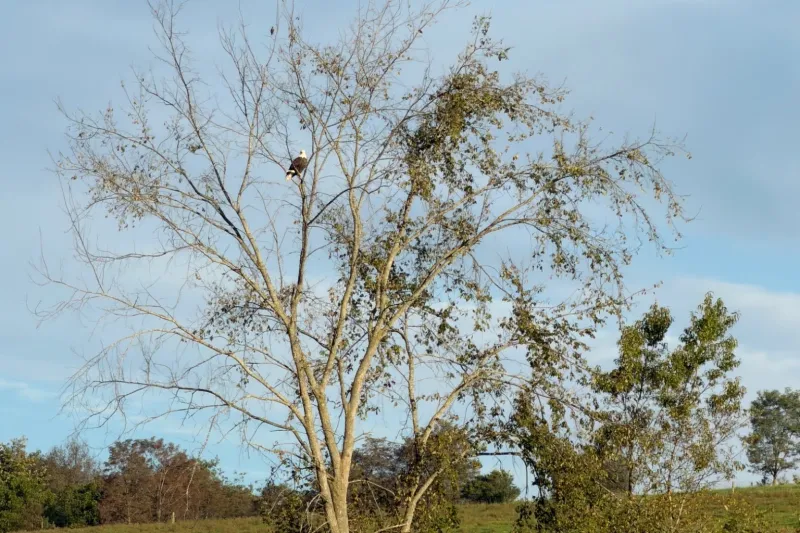 A baby calf was found dead. Were eagles to blame?
