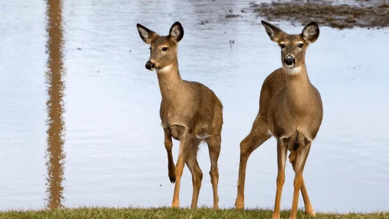 Dublin to hold public meeting on deer management plan to remove over 100 deer