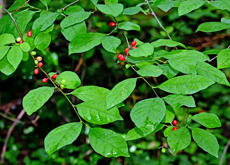 Why spicebush is one of the best native shrubs for wildlife