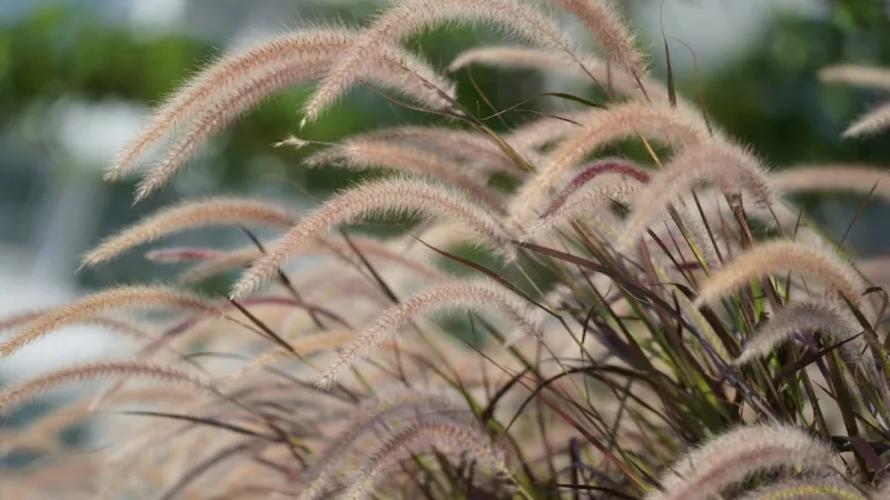 The Miscanthus mistake: Hidden risks of popular privacy grasses