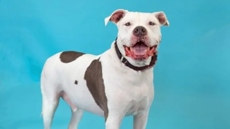 Fur Baby Friday: a house hippo, Cuatro Michael hopes to find his forever home