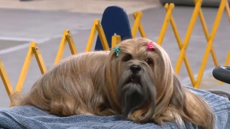 St. Clairsville Kennel Club hosts first dog show in 10 years at fairgrounds