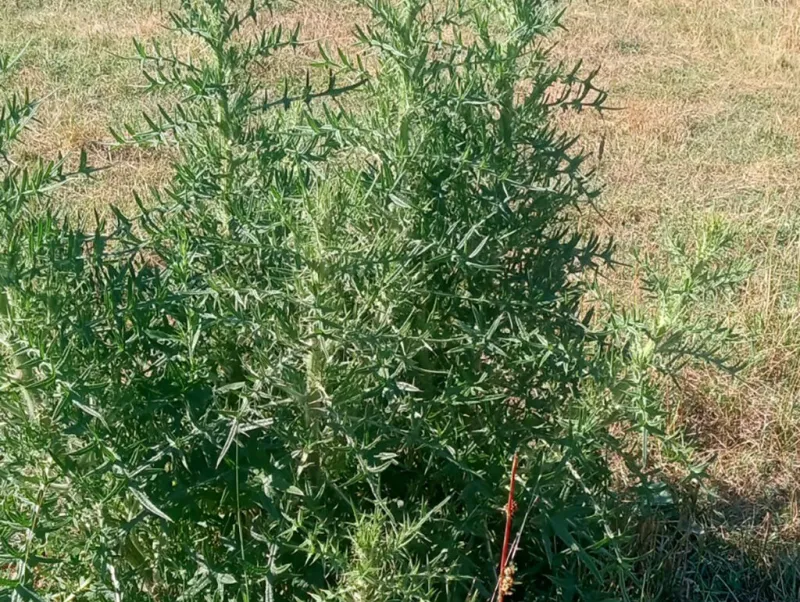 Follow these essential fall steps for healthy spring pastures