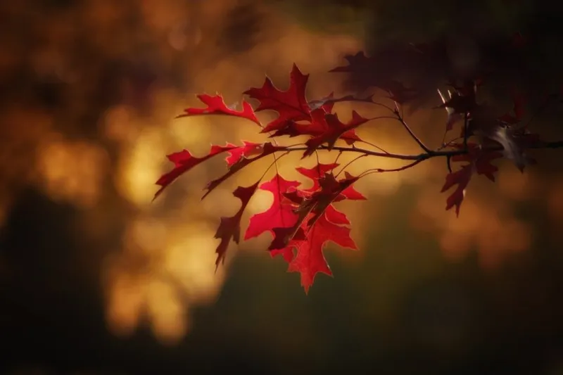 Autumn glory