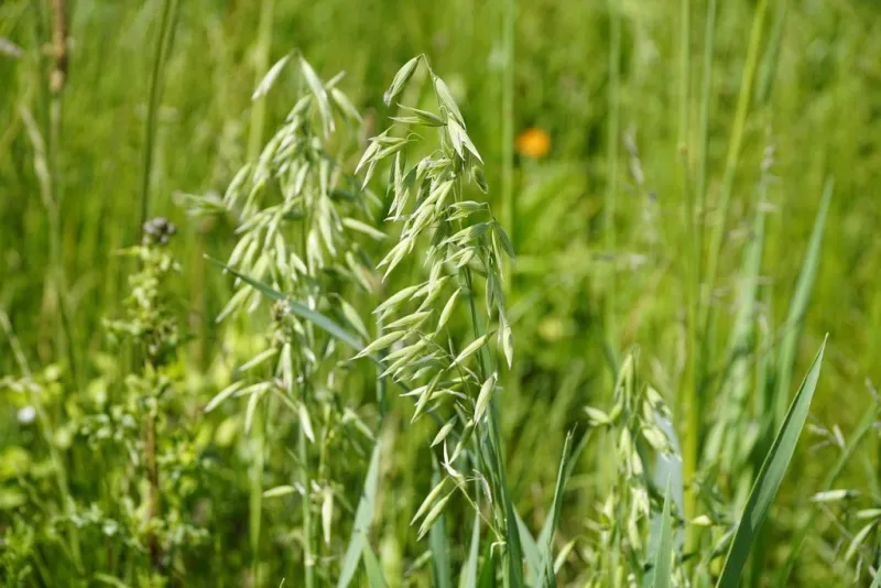 How to tailor cover crops to solve specific soil health problems