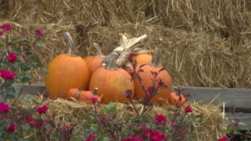 Shadyside Harvest Fest to feature kids zone, pumpkin patch, vendors and live music