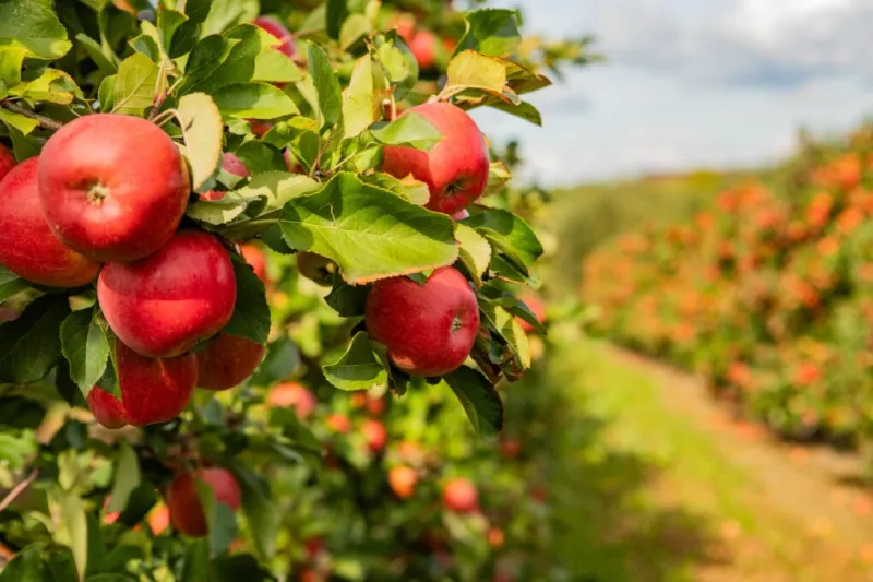 Lynd's Fruit Farm is expanding; Get the details here