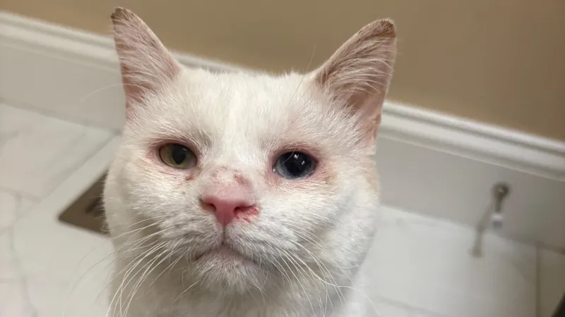 Fur Baby Friday: left in condemned house, senior cats Horace and Silas seek home together