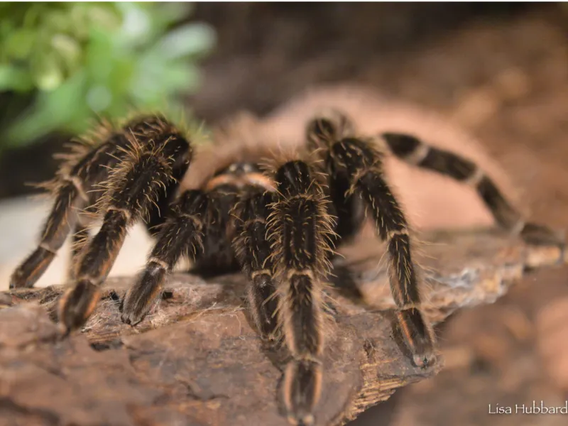 Meet the Cincinnati Zoo's Creepy Creatures