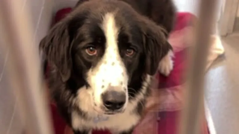 Student-led 'Piano for Pets' concert at Columbus Commons raises funds for animals Oct. 24