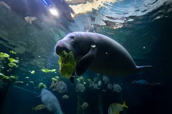 Video | Columbus Zoo welcomes three manatees