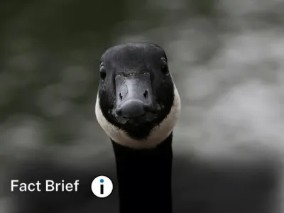 Is it illegal to take native goose eggs?