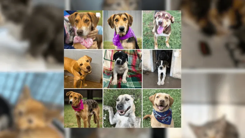 Washington County SPCA offering discounted pet adoptions through Sunday