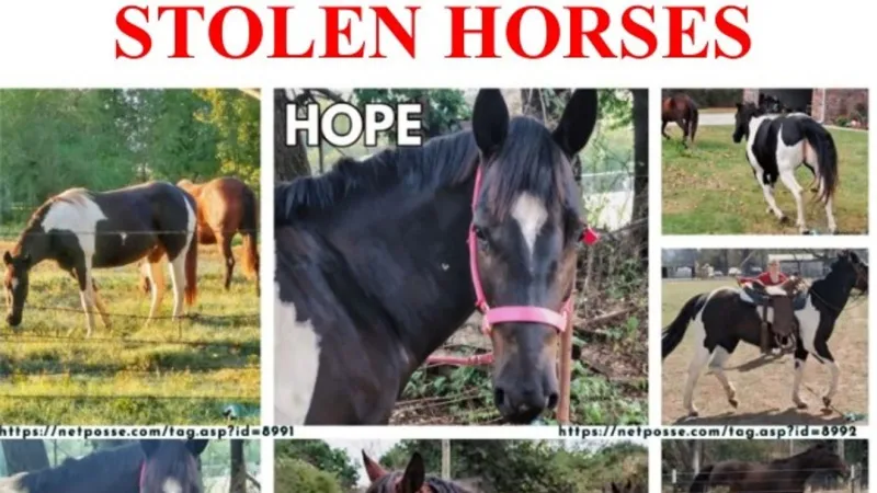 Have you seen these stolen horses?