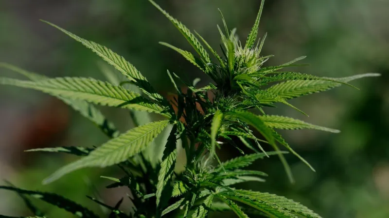 AG: 3,200 marijuana plants seized, 5 arrested in illegal grow operation in Oklahoma City