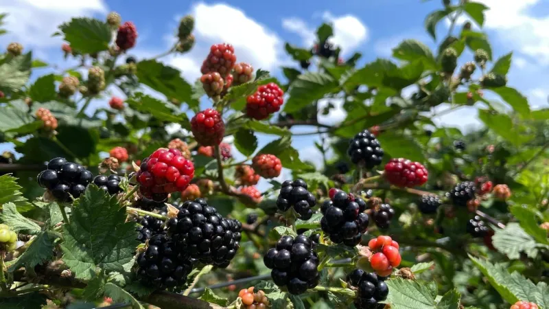 Fresh blackberry season arrives at Joe's Farm this week