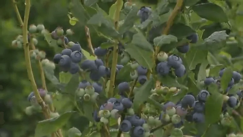 Berry picking season returns to Thunderbird Berry Farm in Broken Arrow