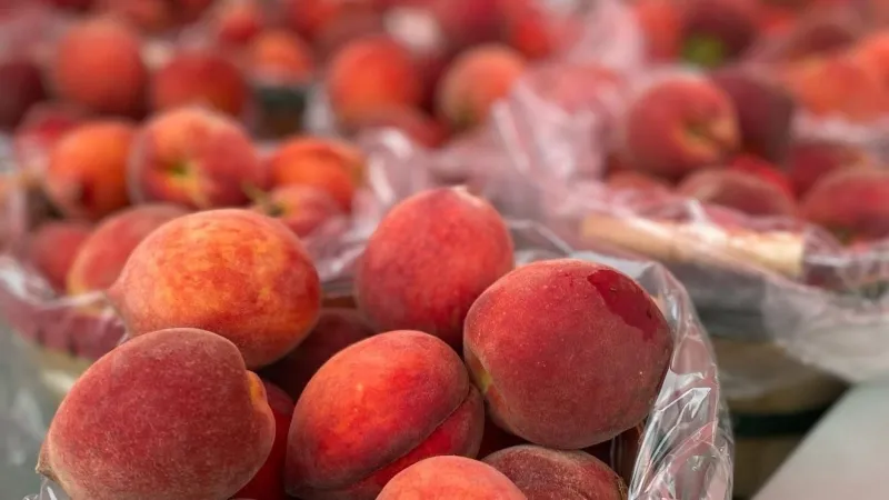 Livesay Orchards celebrates 60th season as peach crop gets an early start