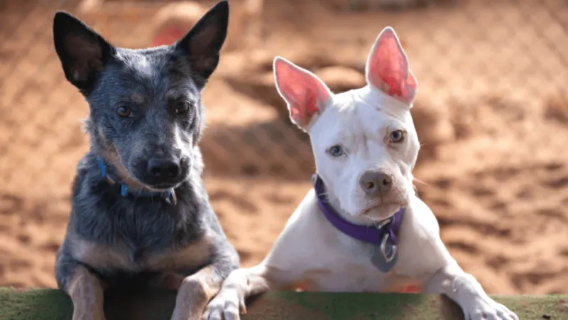 Best Friends Animal Society shares tips to keep pets safe during summer weather