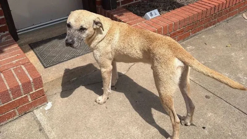 Wagoner County Sheriff's Office arrest woman in animal cruelty case