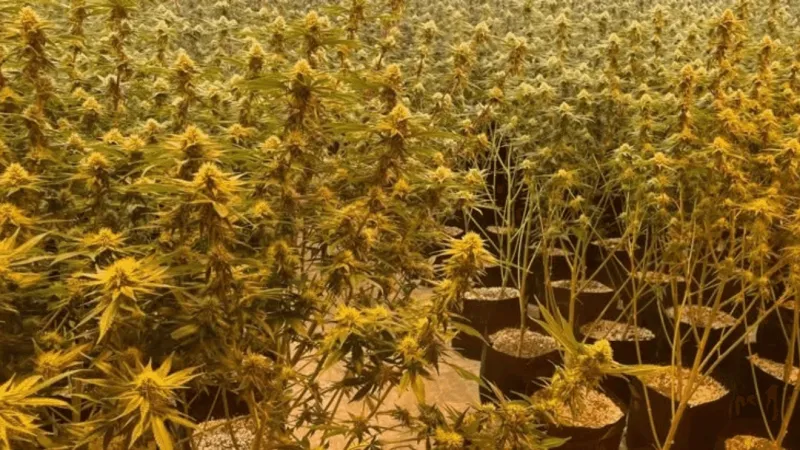 OBN, OCSO seize 12,899 marijuana plants during search warrant at illegal grow operation