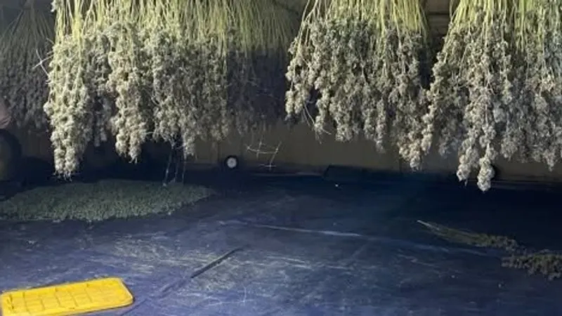12,800 plants, 840 pounds of marijuana seized in Osage County investigation