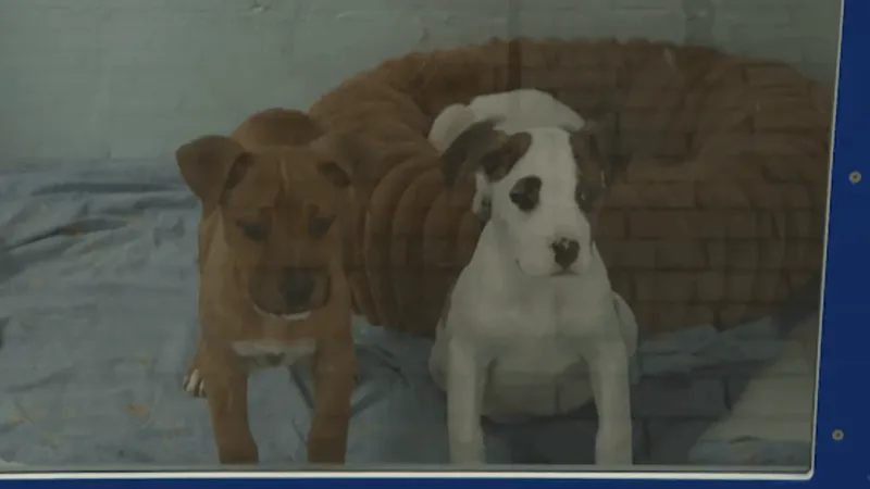 Bixby Proposed Bond Package Includes First City-Run Animal Shelter