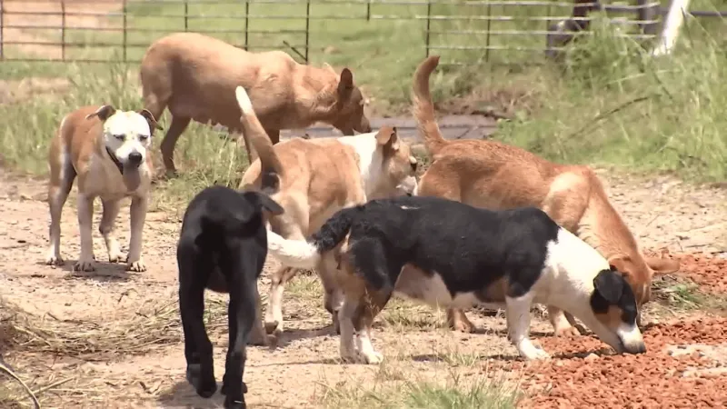 Rescue says over 100 dogs may be living on Creek County property as sheriff investigates