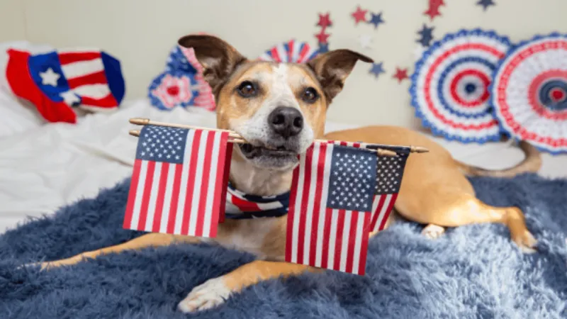 Best Friends Animal Society shares tips to help keep pets safe and happy on 4th of July