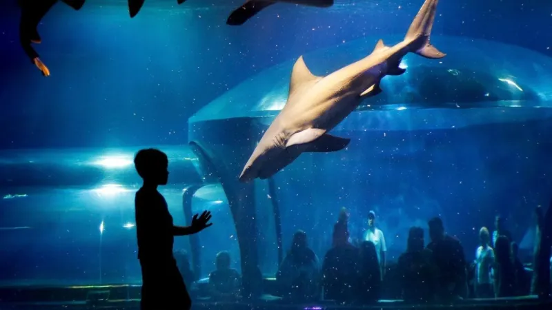 Oklahoma Aquarium holding drawing for Ultimate Shark Adventure