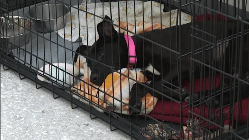 Rise in Adoption Returns Forces Skiatook Animal Rescue to Pause New Intakes