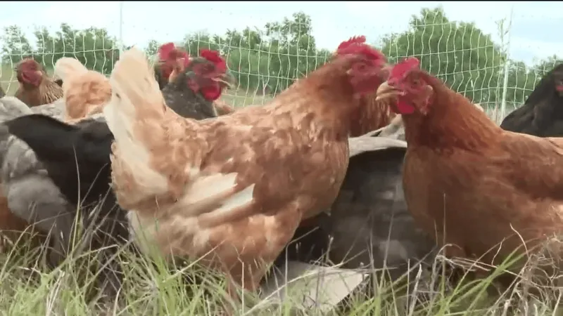 Drummond announces $44 million settlement to end 21-year lawsuit over poultry pollution