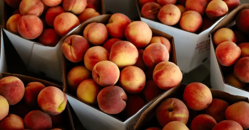 Three-day Porter Peach Festival kicks off tomorrow evening