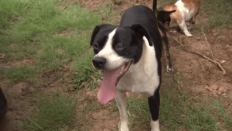 Dozens of dogs receive care after Creek County rescue operation