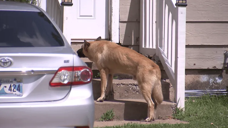 Loose dogs trigger mail suspension for north Tulsa neighborhood, residents demand answers