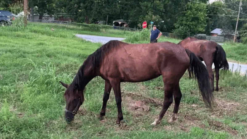 Okmulgee County Sheriff's Office searching for owner of found horses