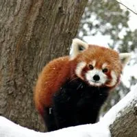 Oklahoma City Zoo adjusts hours of operation ahead of increase in temperatures