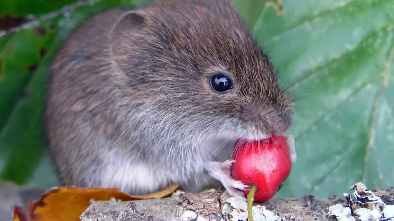 OU-led study reveals animals' evolutionary tool kit for surviving environmental change