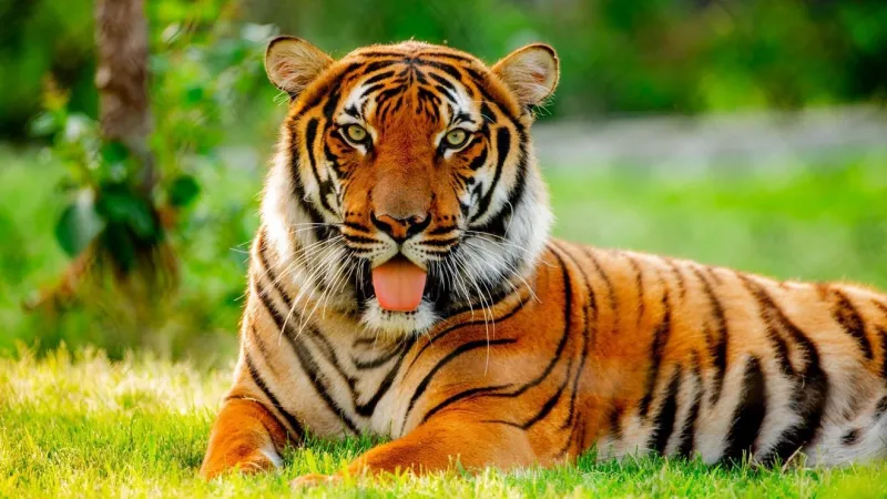 Tulsa Zoo to close early due to extreme heat