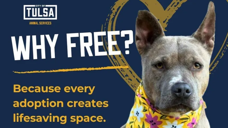 Tulsa Animal Services waiving adoption fees for the month of August