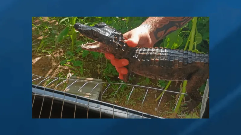Deputies searching for missing caiman in Cleveland County