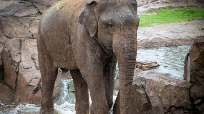 OKC Zoo expects another endangered Asian elephant calf in June 2027