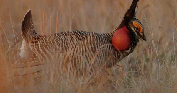 ON THIS DAY | 08.14.25 | Court ruling lifts protections for lesser prairie chicken