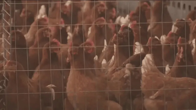 Nearly $44M settlement nears finalization in Oklahoma suit against poultry firms